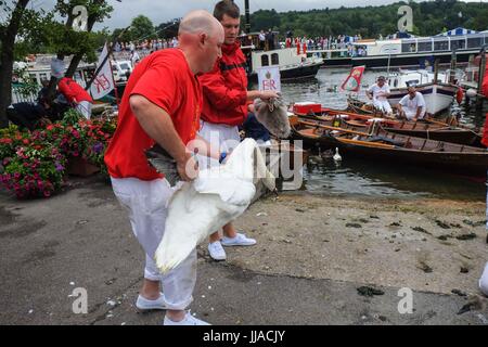 Henley on Thames, Regno Unito 19 luglio 2017. La Queens Swan con tomaie di arrivare a Henley on Thames il terzo giorno del censimento del cigno. Swan batte in volata è un annuale 5 giorno censimento swan che risale a 800 anni.Il Cigno tomaie pesare e misurare la cygnets e verificare la presenza di eventuali segni di lesioni, comunemente causato da ami da pesca e di linea. :Credit claire doherty Alamy/Live News. Foto Stock