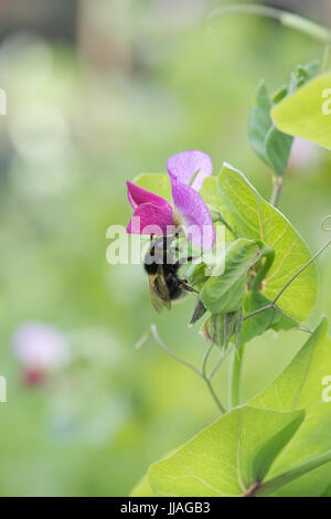 Bombus lucorum. White-tailed Bumblebee su un viola podded pea fiore in un inglese un orto. Regno Unito Foto Stock
