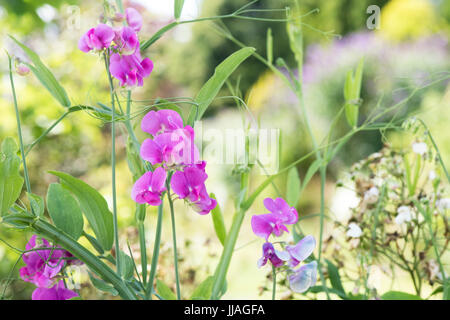 Lathyrus latifolius. Pisello perenne o eterna pisello dolce in un giardino inglese. Regno Unito Foto Stock