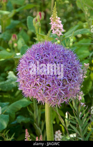 Allium Globemaster Foto Stock