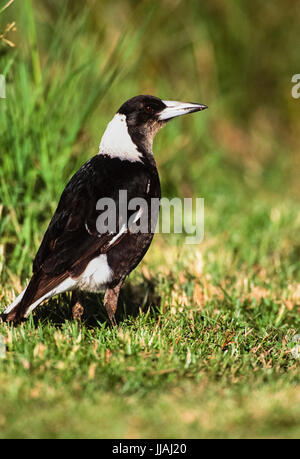 Adulto Australian Gazza o nero-backed gazza,(Gymnorhina tibicen), Byron Bay, Nuovo Galles del Sud, Australia Foto Stock