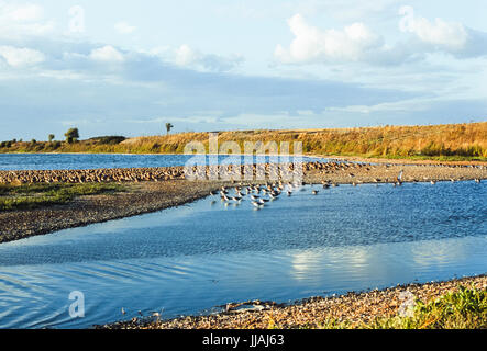 Snettisham RSPB riserva che mostra l'estrazione di ghiaia e lagune e gestito dalla Royal Society per la protezione degli uccelli, Snettisham, Norfolk, Regno Unito Foto Stock