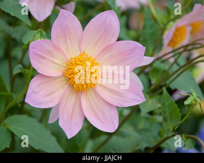 Dahlia Rachel de Thame Foto Stock