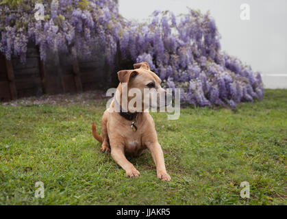 Senior di razza mista tan pit-bull cane giace sull'erba guardando alla sua sinistra di fronte completamente fiorì viola vitigni di glicine. Foto Stock