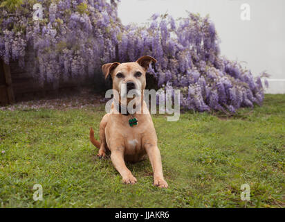 Senior di razza mista tan pit-bull cane giace sull'erba impaziente di fronte completamente fiorì viola vitigni di glicine. Foto Stock