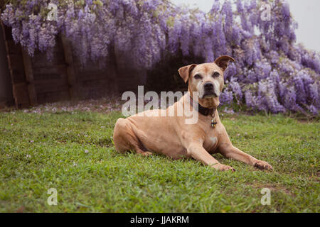 Senior di razza mista tan pit-bull cane giace sull'erba guardando dritto . Ella è di fronte completamente fiorì viola vitigni di glicine. Foto Stock