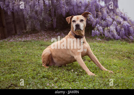 Senior di razza mista tan pit-bull cane giace sull'erba guardando alla sua destra con le sue zampe anteriori puntellato. Ella è di fronte completamente fiorì viola wi Foto Stock