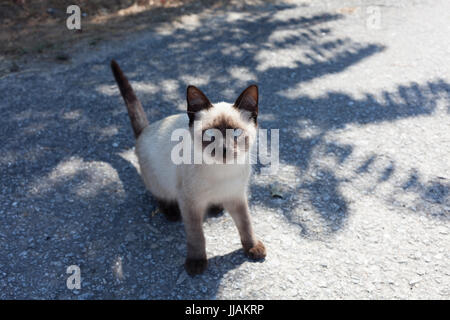 Gatto siamese Foto Stock