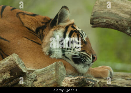 Close up Sleeping Tiger Foto Stock