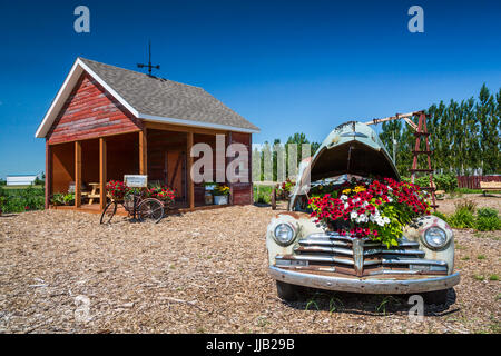 Il Parkside Pioneer Patch presentano storico a Winkler, Manitoba, Canada. Foto Stock