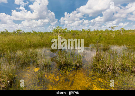 Dwarf cipressi nelle praterie umide di Everglades National Park in Florida del Sud Foto Stock