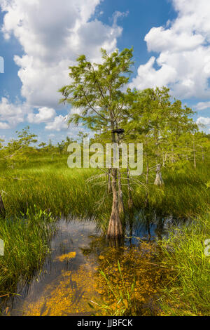 Dwarf cipressi nelle praterie umide di Everglades National Park in Florida del Sud Foto Stock