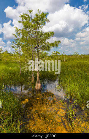 Dwarf cipressi nelle praterie umide di Everglades National Park in Florida del Sud Foto Stock