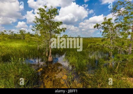 Dwarf cipressi nelle praterie umide di Everglades National Park in Florida del Sud Foto Stock