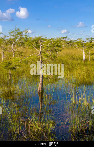 Dwarf cipressi nelle praterie umide di Everglades National Park in Florida del Sud Foto Stock