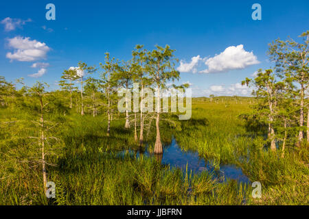 Dwarf cipressi nelle praterie umide di Everglades National Park in Florida del Sud Foto Stock