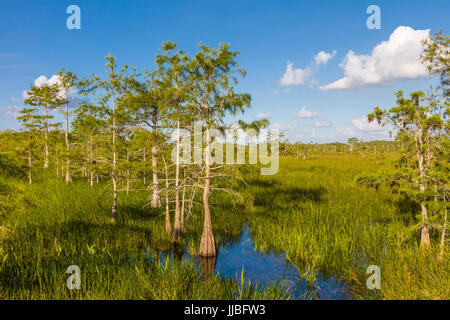 Dwarf cipressi nelle praterie umide di Everglades National Park in Florida del Sud Foto Stock