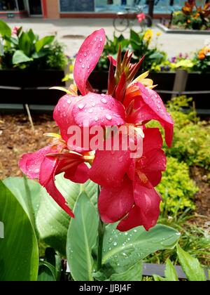 Brillante rosa caldo Iris coperto di rugiada Foto Stock