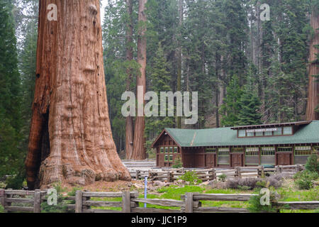 Sequoia gigante albero nella parte anteriore del Giant Forest Museum - Fotografia di Paolo Toillion Foto Stock