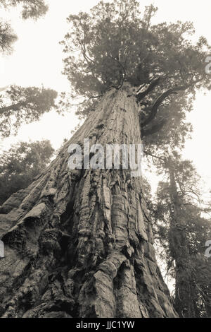 Visualizzazione bianco e nero di grandi alberi di sequoia nella Foresta Gigante - Fotografia di Paolo Toillion Foto Stock