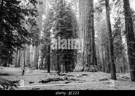 Visualizzazione bianco e nero di grandi alberi di sequoia nella Foresta Gigante - Fotografia di Paolo Toillion Foto Stock