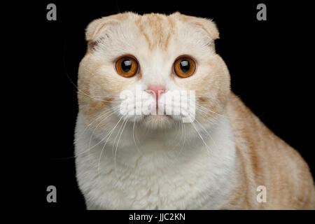 Scottish Fold razza gatto isolato su sfondo nero Foto Stock