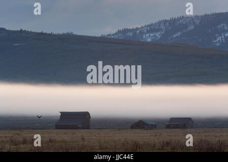 Un corvo che vola da uno dei Moulton fienili lungo il Mormon riga nella parte anteriore di uno strato di velatura su Antelope Flats. Il Parco Nazionale del Grand Teton, Wyoming Foto Stock