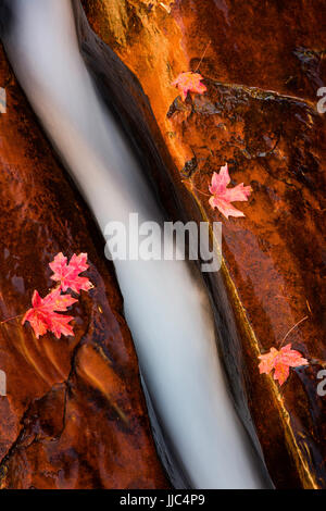 Bigtooth rosse foglie di acero lungo la stretta fessura nella forcella di sinistra di North Creek, Parco Nazionale Zion, Utah Foto Stock