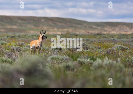 Un buck pronghorn guardando fuori attraverso un open high desert nel bacino di Bighorn. McCullough picchi cavallo Area di gestione, Wyoming Foto Stock