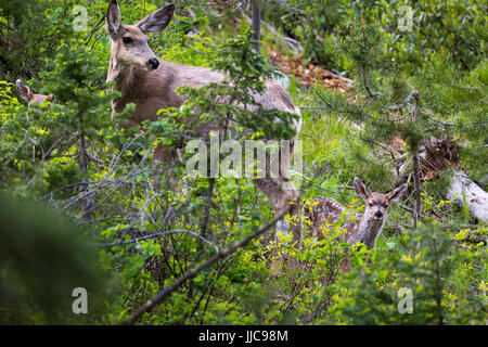 Un mulo cervo doe a guardare oltre le sue due cerbiatti lungo il lago di stringa Loop Trail. Il Parco Nazionale del Grand Teton, Wyoming Foto Stock