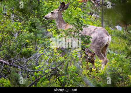 Un Mule Deer Fawn nascondere sotto la sua madre nella foresta lungo il lago di stringa Loop Trail. Il Parco Nazionale del Grand Teton, Wyoming Foto Stock