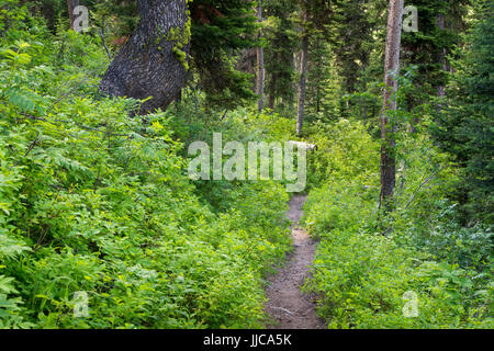 Phillips Canyon Trail avvolgimento attraverso il rigoglioso sottobosco nel Teton Mountains. Bridger-Teton National Forest, Wyoming Foto Stock