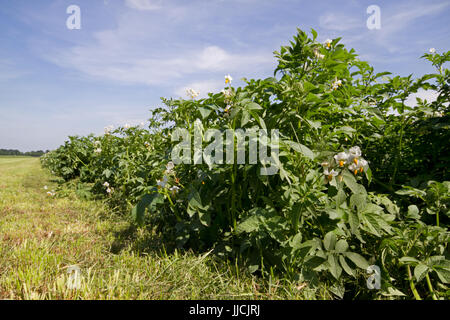 Campo di patate adiacente ad un prato sotto un cielo blu Foto Stock