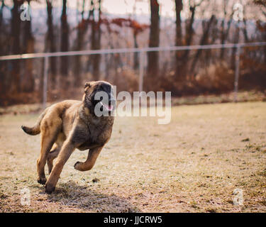 Malinois belga cucciolo felicemente in esecuzione al di fuori scatenata a dog park Foto Stock
