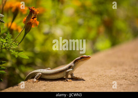 Ciò che appare essere un africano Striped Skink a prendere il sole su un percorso a Kansanshi, Zambia. Foto Stock