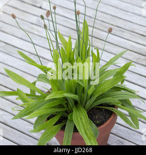 Spitz-Wegerich im Topf, Blumentopf, Spitzwegerich, Wegerich, planzago lanceolata, inglese piantaggine, Ribwort, narrowleaf piantaggine, ribwort piantaggine, ri Foto Stock