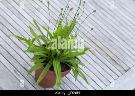 Spitz-Wegerich im Topf, Blumentopf, Spitzwegerich, Wegerich, planzago lanceolata, inglese piantaggine, Ribwort, narrowleaf piantaggine, ribwort piantaggine, ri Foto Stock