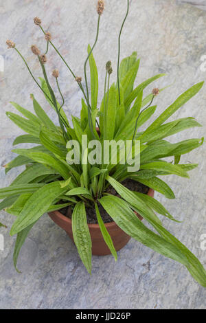 Spitz-Wegerich im Topf, Blumentopf, Spitzwegerich, Wegerich, planzago lanceolata, inglese piantaggine, Ribwort, narrowleaf piantaggine, ribwort piantaggine, ri Foto Stock