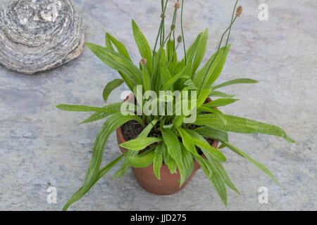 Spitz-Wegerich im Topf, Blumentopf, Spitzwegerich, Wegerich, planzago lanceolata, inglese piantaggine, Ribwort, narrowleaf piantaggine, ribwort piantaggine, ri Foto Stock