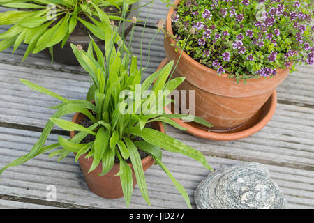 Spitz-Wegerich im Topf, Blumentopf, Spitzwegerich, Wegerich, planzago lanceolata, inglese piantaggine, Ribwort, narrowleaf piantaggine, ribwort piantaggine, ri Foto Stock