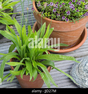 Spitz-Wegerich im Topf, Blumentopf, Spitzwegerich, Wegerich, planzago lanceolata, inglese piantaggine, Ribwort, narrowleaf piantaggine, ribwort piantaggine, ri Foto Stock