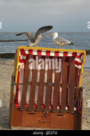 Kuehlungsborn, Germania, giovani alci di argento si sta avvicinando a un chiuso beach basket Foto Stock