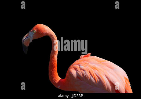 Caraibi flamingo,Phoenicopterus ruber su sfondo nero,con goccioline di acqua su giù. Foto Stock