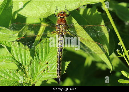 Femmina a forma di libellula pelose Foto Stock