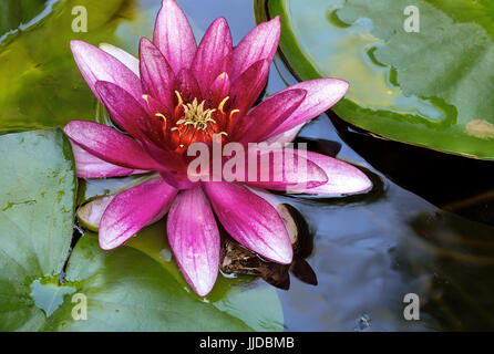 Pacific Raganella nasconde sotto acqua di rosa Giglio fiore nel giardino nel cortile pond closeup Foto Stock