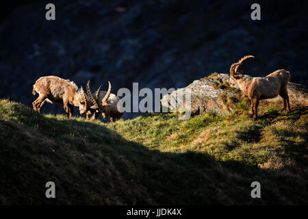 Stambecco - Capra ibex, Alpi, Austria Foto Stock