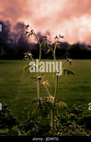 Campagna tramonto Foto Stock