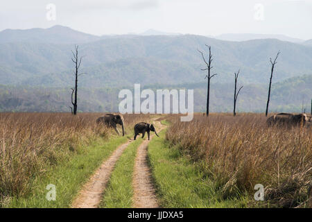 Famiglia di mandrie e mandrie in Natures Paradise Foto Stock