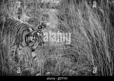 Tiger - posso vedere il vostro da dietro Foto Stock