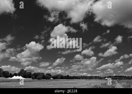 Il 2017 aglio raccolto in una fattoria bear Red Hook in Upstate New York, sotto un grande nuvoloso, azzurro cielo blu Foto Stock